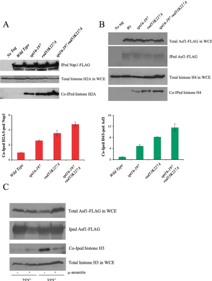Figure 5. FACT dysfunction causes a transcription-dependent accumulation of free histones