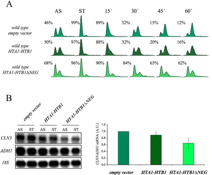Figure S3 rad53 D enhances the thermosensitivity of spt16-197 independently of the DNA damage checkpoint