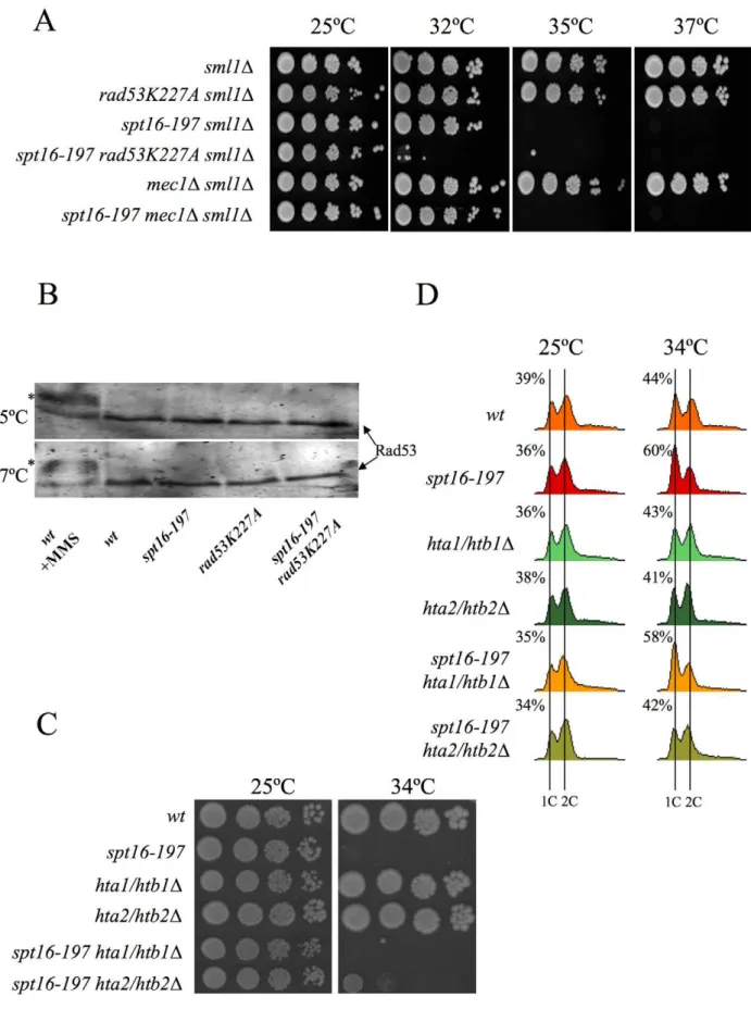 Figure 4. Genetic interactions connect FACT dysfunction to free histones. (A) rad53K227A enhances the thermosensitivity of spt16-197, irrespectively of the DNA damage checkpoint
