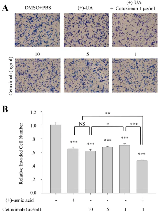 Fig 7. (+)-Usnic acid shows additive inhibitory activity with cetuximab. (A-B) Invasion assay of A549 cells treated with 5 μM of (+)-usnic acid and/or various concentration of cetuximab (A), and quantitative analysis of invaded cell numbers in each group (