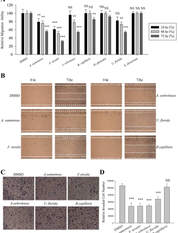 Fig 1. Inhibition of A549 cell motility by acetone extracts of lichens. (A–B) Quantitative analysis of migration assay of A549 cells treated with 5 μg/ml of acetone extracts of Alectoria samentosa, Flavocetraria nivalis, Alectoria ochroleuca, Bryoria capil
