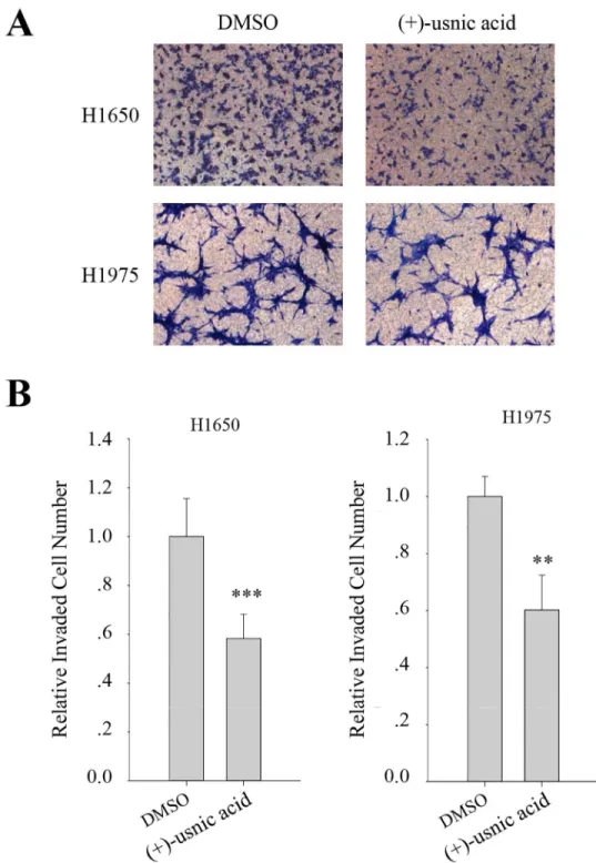 Fig 3. (+)-Usnic acid inhibits invasion of H1650 and H1975 human lung cancer cell. (A-B) Invasion assay of H1650, and H1975 cells treated with 5 μM of (+)-usnic acid (A), and quantitative analysis of invaded cell numbers in each cell line (B)