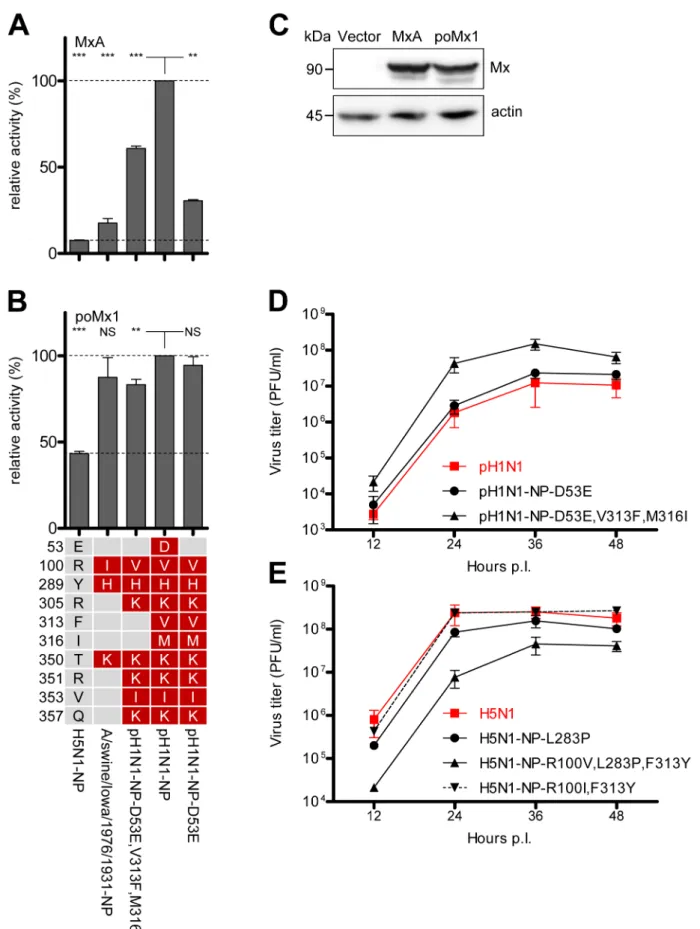 Figure 5. Mx resistance is accompanied by impaired viral growth in cell culture. (A–B) H5N1 polymerase activity in HEK293T cells after co- co-transfection of the indicated expression plasmids coding for NP (100 ng) and MxA (200 ng) (A) or porcine Mx1 (poMx