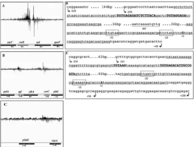 Fig 1. Genomic binding sites for UvrY identified by ChIP-exo. Bedgraphs depict genomic loci enriched by co-immunoprecipitation with cross-linked UvrY-FLAG, proximal to the csrB (A), csrC (B), spf (B) and cspA (C) genes