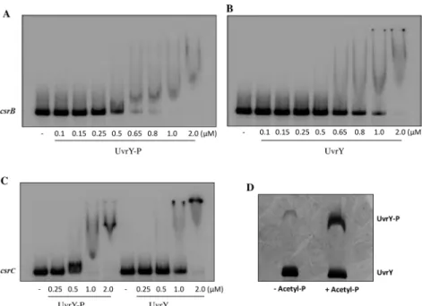 Fig 3. Electrophoretic gel mobility shift assay showing UvrY binding to csrB and csrC DNA