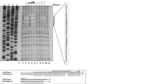 Fig 5. DNase I footprinting of E. coli csrB DNA using phosphorylated and non-phosphorylated UvrY