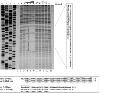 Fig 6. DNase I footprinting of E. coli csrC DNA by phosphorylated and non-phosphorylated UvrY