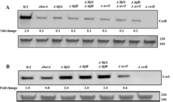 Fig 7. Effects of UvrY, BarA and IHF on CsrB/C sRNAs levels. Northern blots showing effect of several gene deletions on the levels of E