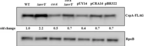 Fig 8. Effects of genes encoding UvrY and Csr factors on CspA protein levels. Western blot showing effects of uvrY deletion and csrA::kan disruption on the levels of CspA-FLAG protein in an MG1655 derivative expressing CspA-FLAG (WT) from the cspA genomic 