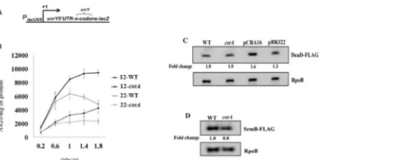 Fig 10. CsrA activates uvrY expression without affecting DeaD or SrmB RNA helicase levels