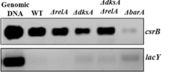 Fig 12. Effect of DksA and RelA on in vivo binding of UvrY to csrB promoter. The effect of DksA and RelA on in vivo binding of UvrY to csrB promoter was determined by ChIP-PCR assay in a WT (MG1655 expressing UvrY-FLAG) and isogenic ΔdksA, ΔrelA and ΔbarA 