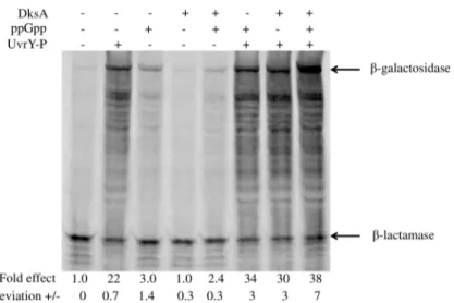 Fig 14. In vitro transcription-translation of a supercoiled plasmid-encoded csrB-lacZ transcriptional fusion