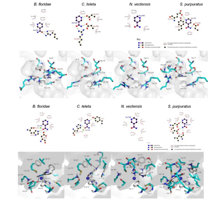 Figure 7. Hydrophobic interactions and hydrogen bonding network between the ligand (NCA) and the various receptors