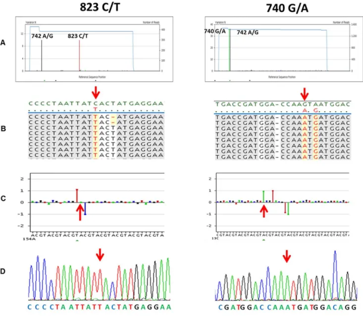 Figure 6. Identification by massive sequencing of the IVb.16 (left panel) and IVb.23 (right panel) mutations associated to oseltamivir resistance