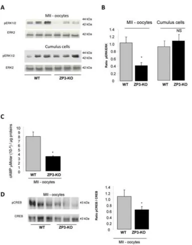 Fig 4. ERK and cAMP content in oocyte. (A) Western blot analysis of phosphorylated ERK1/2 expression in MII oocytes and cumulus cells of WT and ZP3-KO mice and (B) quantification of proteins in both genotypes is shown on the side of the western-blot