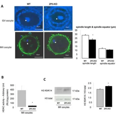 Fig 6. α1AMPK is not required for spindle formation but reduces HDAC activity. (A) Configuration of DNA in GV oocytes and in ovulated MII oocytes in WT and ZP3-KO mice was analysed on confocal microscope after immunofluorescence