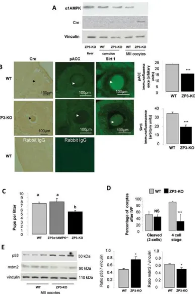 Fig 1. α1AMPK inactivation in oocyte. (A) Western blot analysis of the α1AMPK subunit and Cre