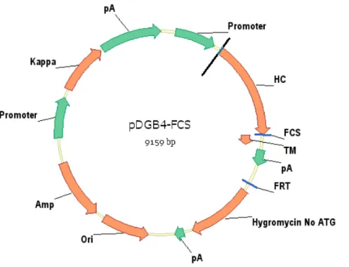 Figure 1. Schematic illustration of vector pDGB4-FCS. The vector contains both heavy chain and light chain expression cassettes