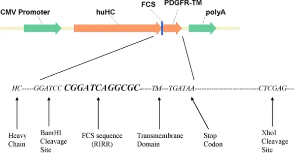 Figure 3. Schematic comparison of expression vectors. pDGB4 contains a trans-membrane domain at the 39-end of heavy chain in frame and the antibody expressed is displayed on cell surface