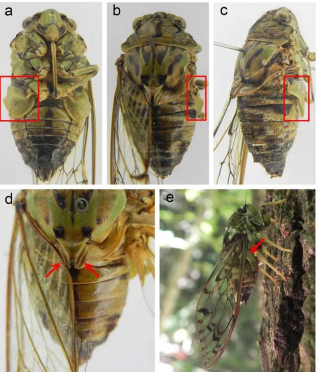 Fig 3. The sound-producing structures of K. caelatata. (a, b, c) Ventral, dorsal, and lateral view of a male with red box indicating the operculum involved in sound production