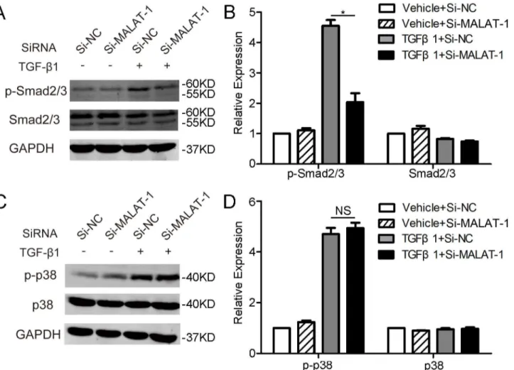 Fig 4. Downregulation of MALAT1 inhibited TGF-β1 induced migration and proliferation in RPE cells