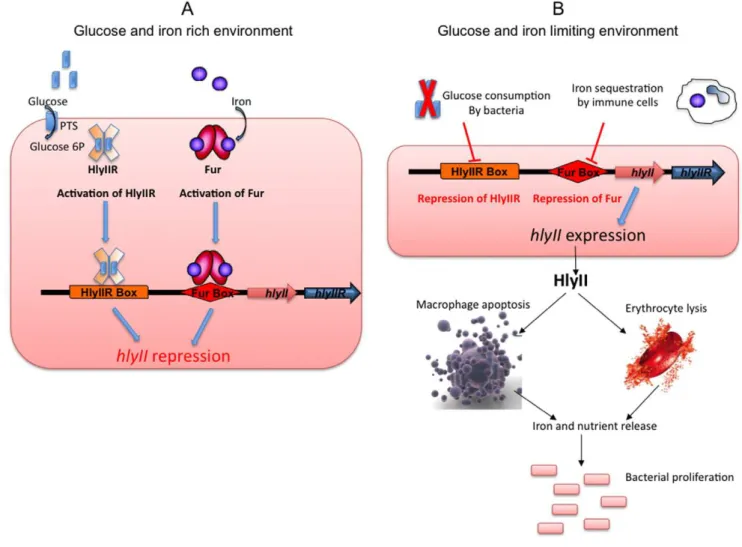 Figure 5. Model of the role and expression of hlyII during infection. A) As long as iron and glucose are abundant in the bacterial environment, the bacteria will be able to use these resources for growth
