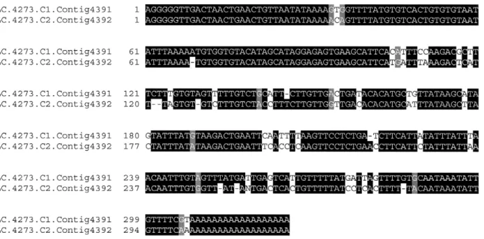 Figure 3. Pairwise alignment of the sequences corresponding to LC.4273.C1.Contig4391 and LC.4273.C2.Contig4392