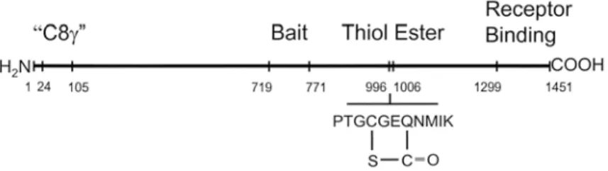 Fig. 3 Domain structure of Limulus  α 2 -macroglobulin. Based on the amino acid sequence of Limulus  α 2 - -macroglobulin (Iwaki et al., 1996), it is possible to identify important functional domains by comparison with the  already established domain struc