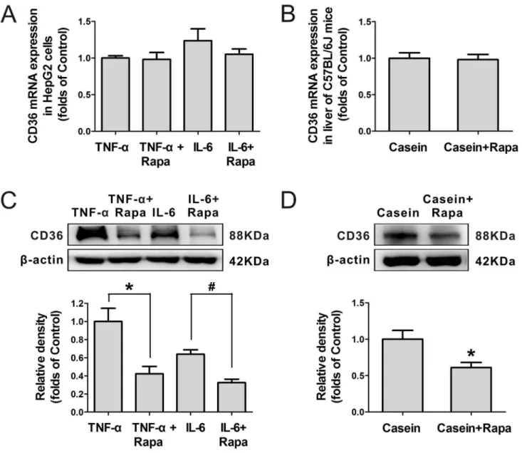 Figure 5. Effect of rapamycin on hepatic CD36 mRNA and protein expression under inflammatory stress