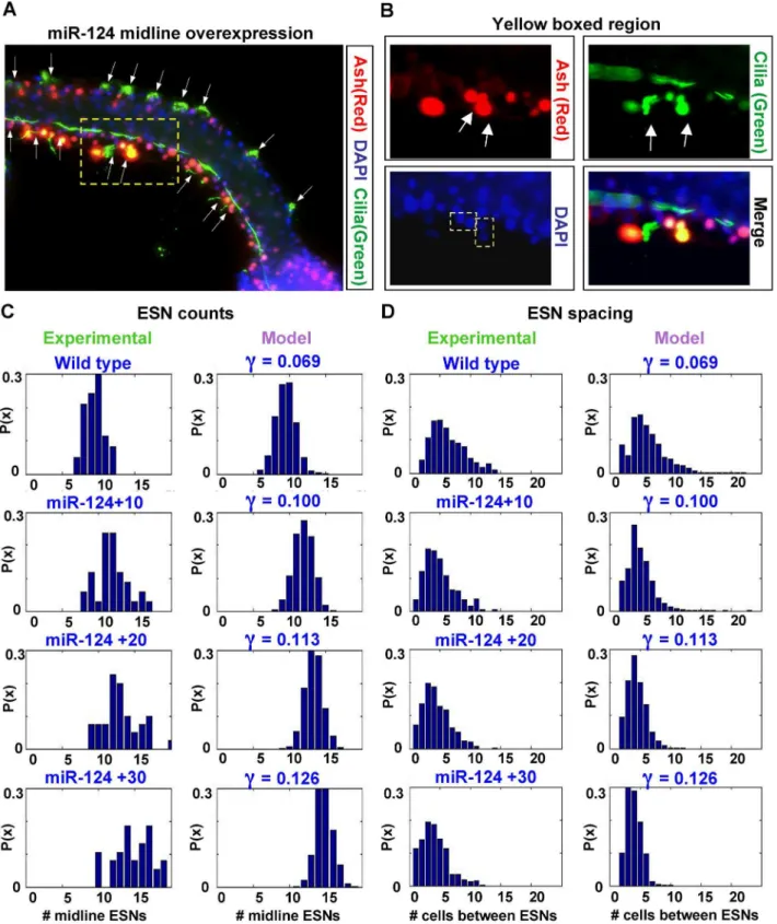 Figure 8. The microRNA miR-124 modulates the Notch decay rate. (A) Representative embryo for miR-124 titration experiments