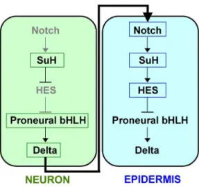 Figure 2 shows a representative embryo used for quantitation.