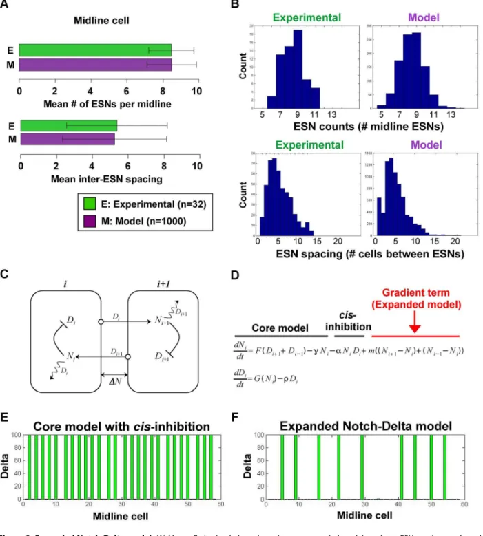 Figure 3. Expanded Notch-Delta model. (A) Monte Carlo simulations show that our expanded model produces ESN numbers and spacings that match with experimentally determined values