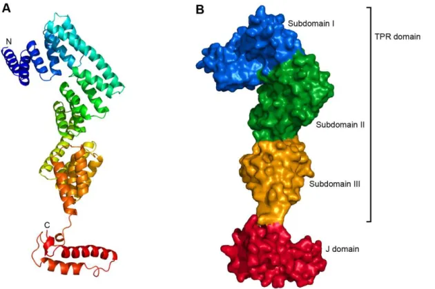 Figure 1. Overall structure of human P58 IPK . (A) A cartoon representation of the structure of human P58 IPK , coloured from blue at the N- N-terminus to red at the C-N-terminus