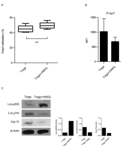 Fig 2. Binding of rhMGL-Fc to Tregs increases Foxp3 methylation and downregulates TCR signalling.