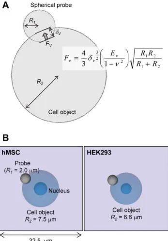Fig. 2 shows the typical force curves and their Hertz model fitting curves in hMSC experiments