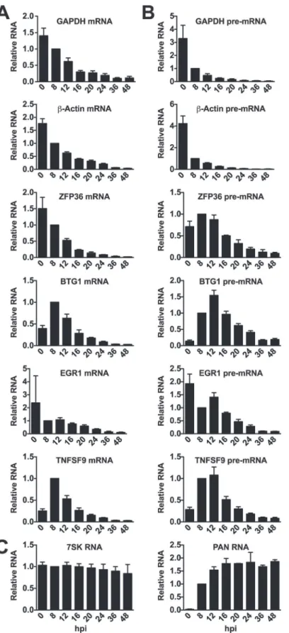 Fig 6. Candidate ORF57-bound pre-RNAs display distinct steady-state level kinetics during lytic reactivation