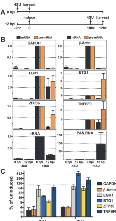 Fig 7. Newly made candidate ORF57-bound pre-RNAs have distinct kinetics during lytic reactivation.