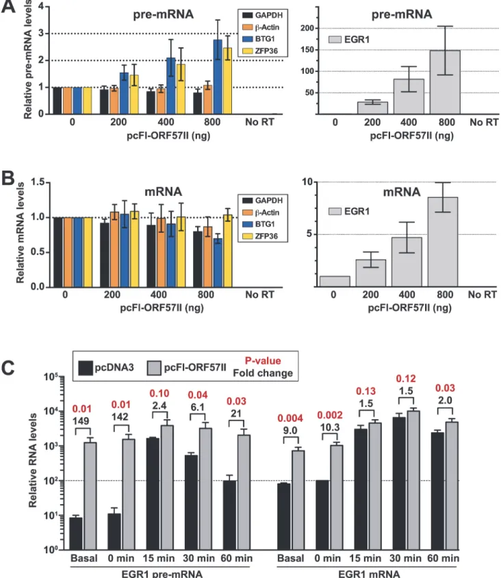 Fig 8. ORF57 is sufficient to up-regulate candidate pre-RNAs in HEK293 cells. (A) An ORF57 expression construct (pc-Fl-ORF57II) or vector control (pcDNA) was transfected into HEK293 cells in the indicated amounts