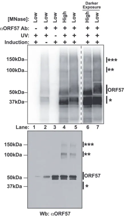 Fig 1. Isolation of cross-linked ORF57-RNA complexes for HITS-CLIP analysis. Top Nitrocellulose membrane from an ORF57 immunoprecipitation performed under HITS-CLIP conditions