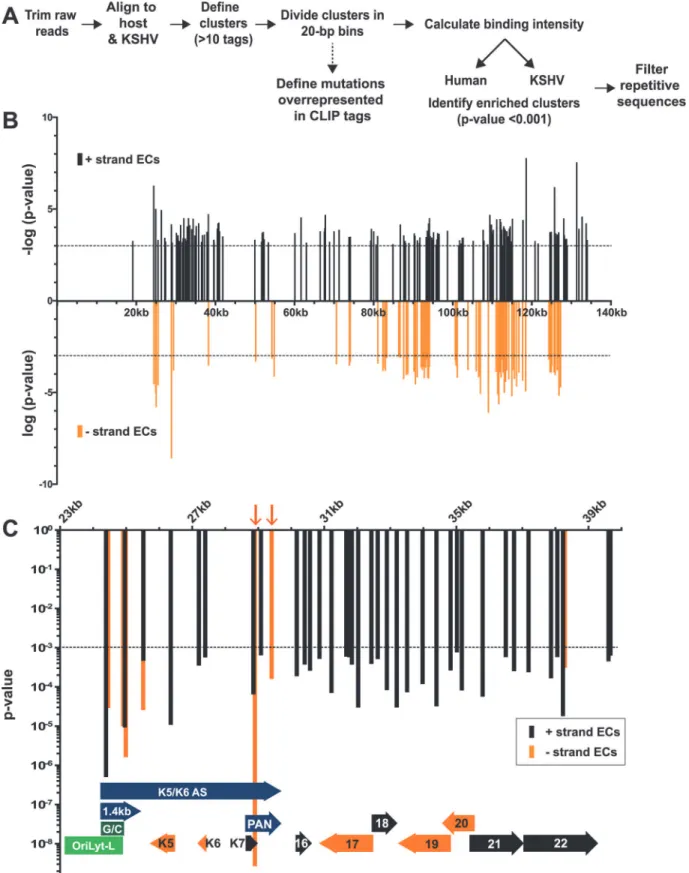 Fig 2. Identification of enriched clusters mapping to the KSHV genome. (A) Outline of the bioinformatic pipeline used to identify enriched clusters.
