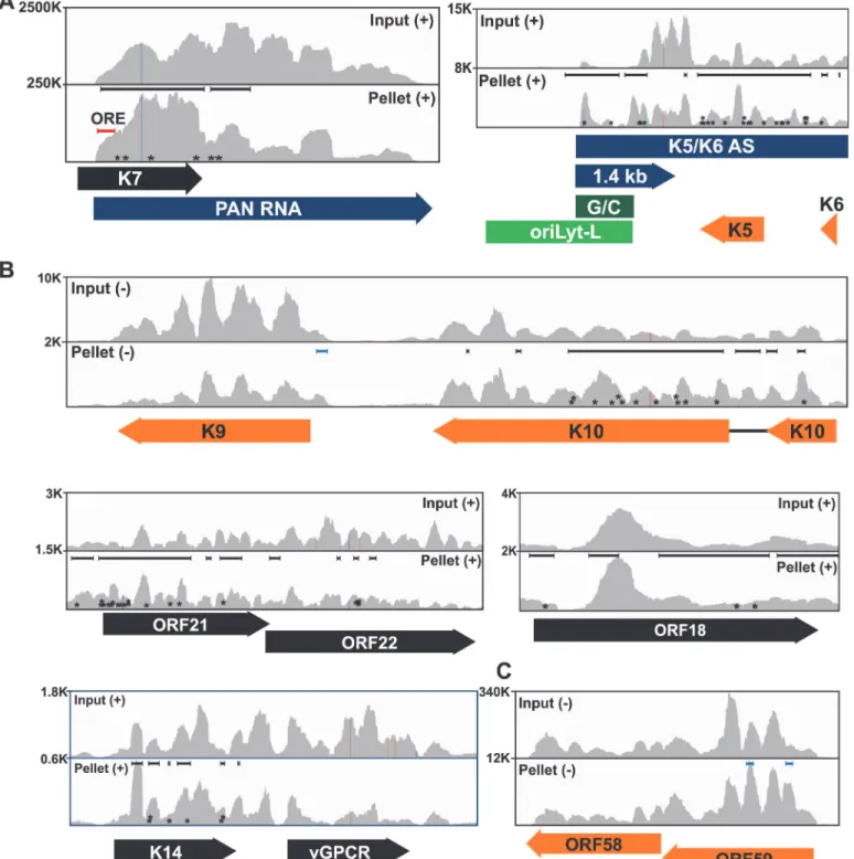 Fig 3. Sequence reads across various viral genomic loci. Mapped sequence reads of input (top) and pellet (bottom) from one biological replicate for the region surrounding (A) PAN RNA (left) and oriLyt-L (right)