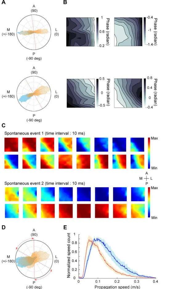 Figure 6. Comparison of wave parameters between spontaneous responses and responses induced by 4-Hz contrast reversal gratings