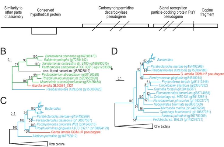 Figure 1. Characterization of a recently introduced chromosomal region in GS. (A) Overview of contig 2921 showing identified genes and pseudogenes