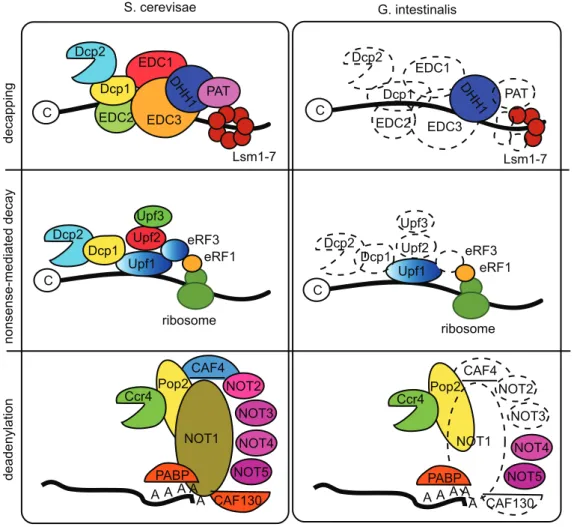 Figure 5. mRNA degradation pathways in Giardia and yeast. The major mRNA degradation pathways in Giardia compared to the corresponding pathways in yeast