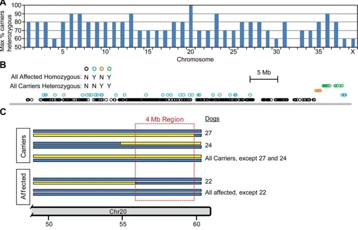 Figure 2. Mapping the POAG locus using the zygosity criterion. Genome-wide SNP data was evaluated to identify SNPs that satisfy the zygosity criterion, defined as being homozygous for all 19 POAG-affected dogs and heterozygous for all 10 carrier dogs