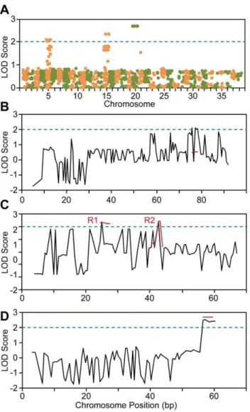 Figure 3. Genome-wide linkage analysis of SNP genotyping data. Calculation of two-point LOD scores revealed regions of interest, defined as having LOD score .2, on chromosomes 5, 15 and 20 (A).