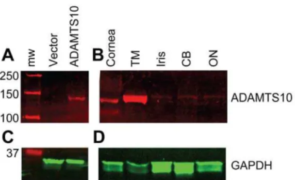 Figure 7. ADAMTS10 protein is highly expressed in the trabecular meshwork. Western blotting using an anti-ADAMTS10 (A and B) or anti-GAPDH (C and D) antibody was performed on cell lysates (A and C) or protein extracts from normal canine eye tissues (B and 