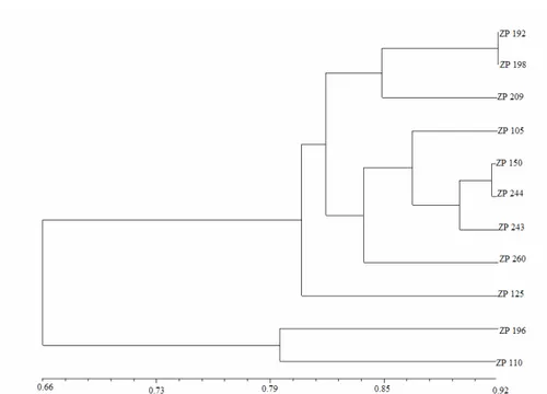 Fig. 2. RAPD based dendogram of investigated early maturing hybrids obtained by UPGMA  clustering 