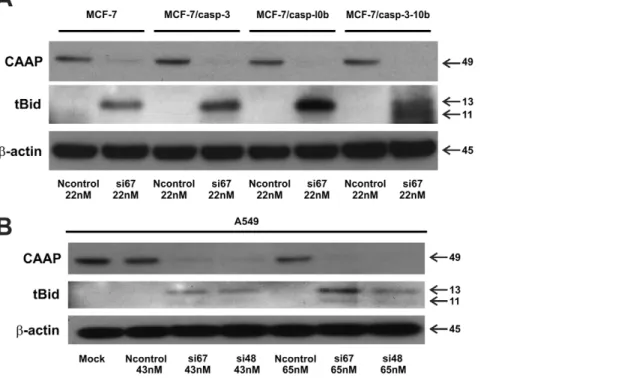 Figure 7. Western blot analysis of Cleavage of Bid after knockdown of CAAP in the MCF-7 cell lines and A-549 cells