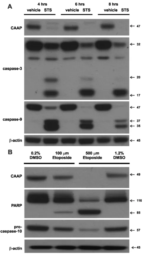 Figure 8. Knockdown of CAAP expression after treatment of cells with chemotherapeutic agents